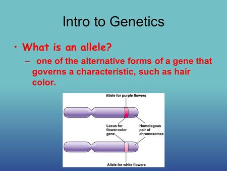 Intro to Genetics What is an allele? –one of the alternative forms of a gene that governs a characteristic, such as hair color.