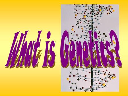 I. Heredity & Genetics parent offspring oThe passing of traits from parent to offspring genes inherited oTraits are controlled by genes, so therefore,