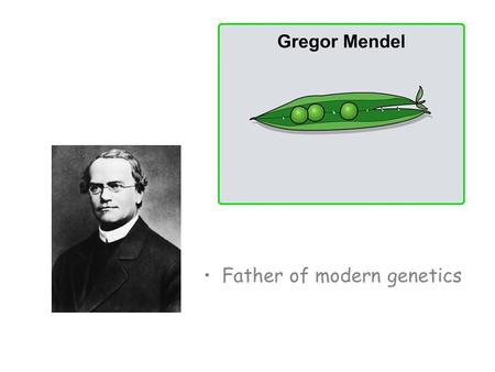 The life and work of Gregor Mendel Over seven years, Mendel experimented on more than 28,000 pea plants! Why were his experiments so successful? Pea.
