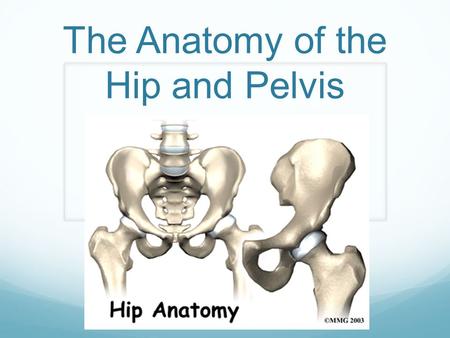 The Anatomy of the Hip and Pelvis