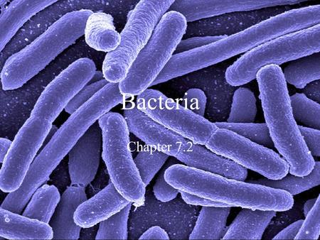 Bacteria Chapter 7.2. POINT > Describe bacterial cells POINT > Describe how bacteria get energy POINT > Explain how bacteria reproduce POINT > Describe.