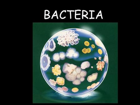 BACTERIA. Domain Bacteria, Domain Archea, Used to be combined under Kingdom Monera * cell type * Heterotrophic or Autotrophic Kingdom Eubacteria (true)