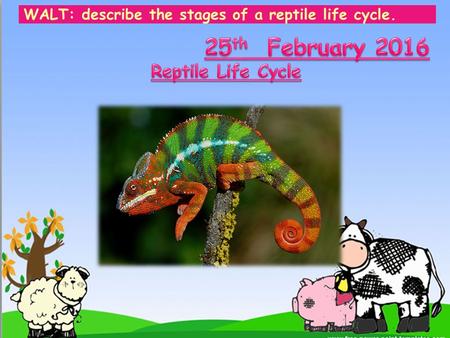 25th February 2016 Reptile Life Cycle