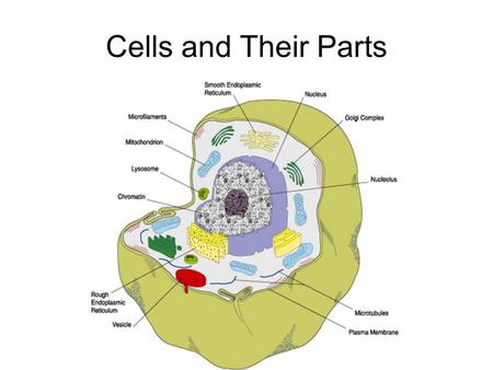 Cells and Their Parts. Background Information: Every living thing on Earth is made up of cells. Cells keep living things organized. Some organisms, like.