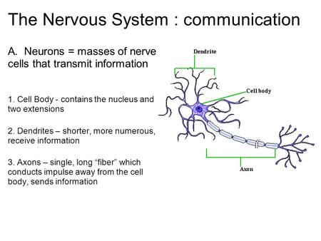 The Nervous System : communication A. Neurons = masses of nerve cells that transmit information 1. Cell Body - contains the nucleus and two extensions.