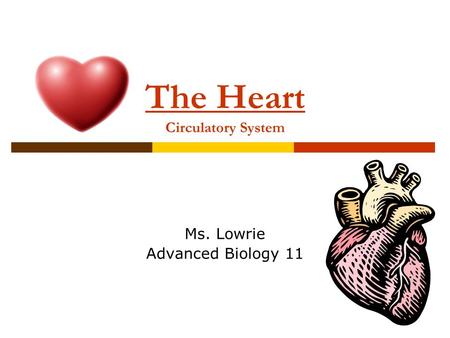 The Heart Circulatory System Ms. Lowrie Advanced Biology 11.