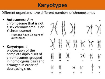 Karyotypes Different organisms have different numbers of chromosomes Autosomes: Any chromosome that is not a sex chromosome (X or Y chromosome) – Humans.