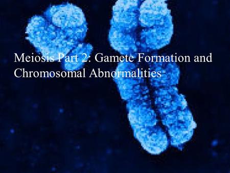 Meiosis Part 2: Gamete Formation and Chromosomal Abnormalities.