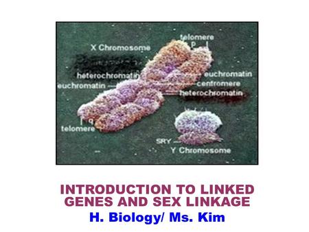 INTRODUCTION TO LINKED GENES AND SEX LINKAGE H. Biology/ Ms. Kim.