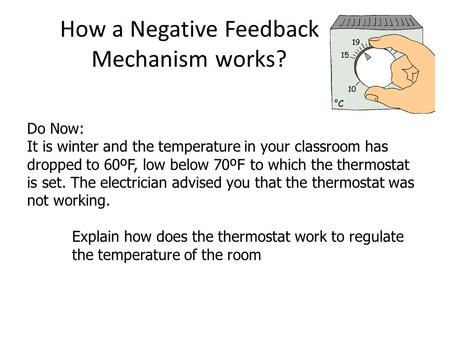 How a Negative Feedback Mechanism works?