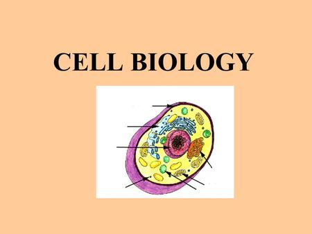 CELL BIOLOGY. CELL STRUCTURE & FUNCTION Chapter 4.