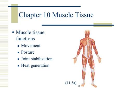 Chapter 10 Muscle Tissue Muscle tissue functions Movement Posture