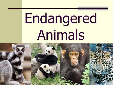 Endangered Animals. Welcome to my presentation I hope that you will enjoy it and learn a lot about this subject.