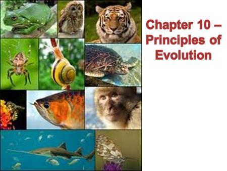 What is evolution? Where can we see examples of it? Evolution = process of biological change where descendants end up different than their ancestors.