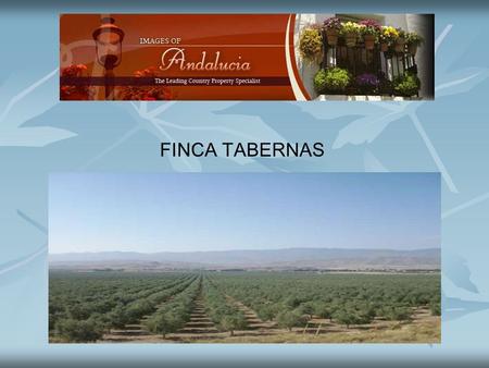 FINCA TABERNAS. The finca has 850 hectares, 500 hectares are planted with olives 7 x 7 with approximately 100,000 highly productive trees. The trees are.
