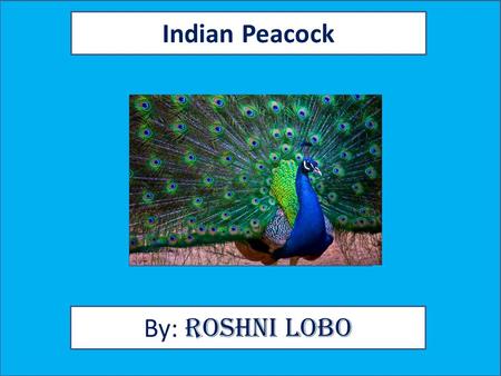 Indian Peacock By: Roshni Lobo