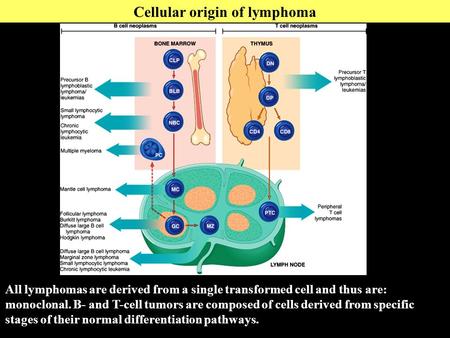 Cellular origin of lymphoma