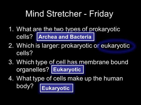 Mind Stretcher - Friday 1.What are the two types of prokaryotic cells? 2.Which is larger: prokaryotic or eukaryotic cells? 3.Which type of cell has membrane.