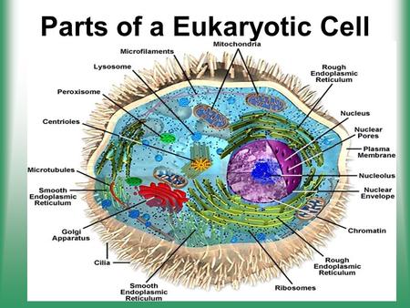 Parts of a Eukaryotic Cell