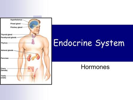 Endocrine System Hormones Regulation Why are hormones needed?  Chemical messages from one body part to another  Communication needed to coordinate.