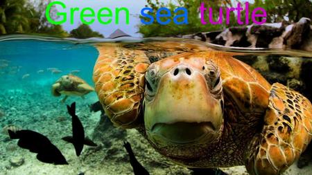 Green sea turtle. Habitat Warm oceans and seas. Adult turtles spend most of their time in shallow, coastal waters with lush sea grass beds and meadows.
