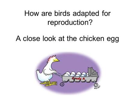 How are birds adapted for reproduction?
