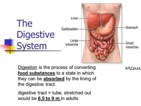 The Digestive System Digestion is the process of converting food substances to a state in which they can be absorbed by the lining of the digestive tract.