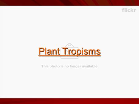 Plant Tropisms. What are we talking about? Emergence - An outgrowth, as a projection, on the surface of a plant Force – A push or a pull Turgor Pressure.
