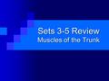 Sets 3-5 Review Muscles of the Trunk. Muscles of the Trunk Multifidus Multifidus External intercostales External intercostales Serratus anterior Serratus.