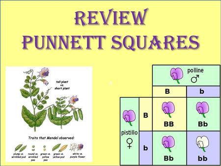A REVIEW PUNNETT SQUARES. How many alleles are needed to represent a trait? 2.