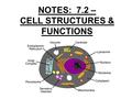 NOTES: 7.2 – CELL STRUCTURES & FUNCTIONS