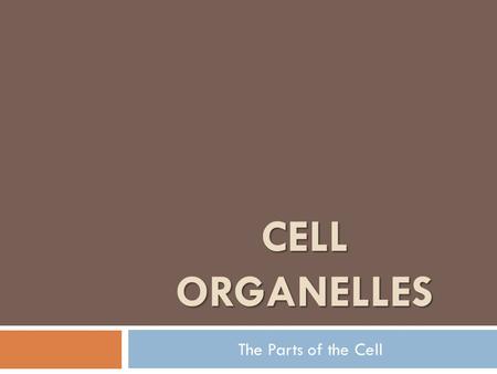 CELL ORGANELLES The Parts of the Cell. Cell Organelles  Cell Membrane  “doorway of the cell”