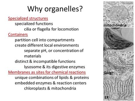 Why organelles? Specialized structures specialized functions cilia or flagella for locomotion Containers partition cell into compartments create different.