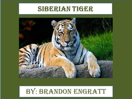 Siberian Tiger By : Brandon Engratt. Animal Facts The Siberian tigers are black, orange and white. A pic showing your animal. The Siberian tiger runs.