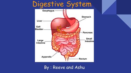 Digestive System By : Reeve and Ashu. The digestive system is a group of organs working together to convert food into energy and basic nutrients to feed.