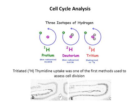 Cell Cycle Analysis Tritiated (3H) Thymidine uptake was one of the first methods used to assess cell division.