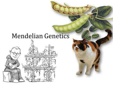 Mendelian Genetics. Nature of Science Focuses on the natural world Aims to explain the natural world Uses testable ideas Relies on evidence Involves the.