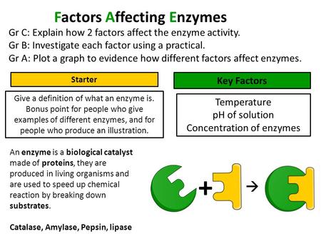 Factors Affecting Enzymes