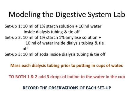 Modeling the Digestive System Lab Set-up 1: 10 ml of 1% starch solution + 10 ml water inside dialysis tubing & tie off Set-up 2: 10 ml of 1% starch 1%