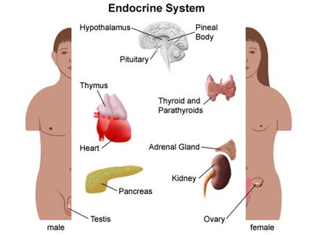 Endocrine System Overview Glands: Major organs of the endocrine system Glands make hormones – Hormones: chemical signals Hormones move through bloodstream.