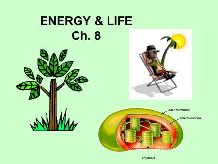 ENERGY & LIFE Ch. 8. _____________ can make their own food using energy from sunlight. Ex: Green plants, a few bacteria AUTOTROPHS Recall from Ecology.