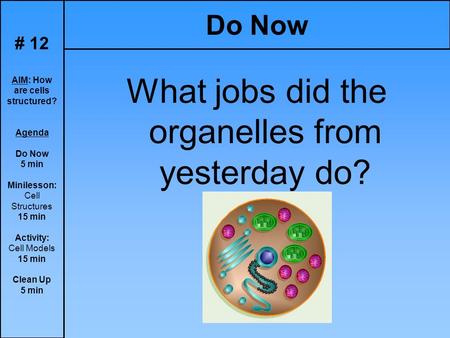 # 12 AIM: How are cells structured? Agenda Do Now 5 min Minilesson: Cell Structures 15 min Activity: Cell Models 15 min Clean Up 5 min Do Now What jobs.