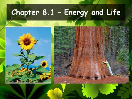 Chapter 8.1 – Energy and Life. Describe the role of ATP in cellular activities. Explain where plants get the energy they need to produce food. Daily Objectives.