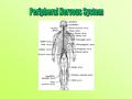 Aim: What are the parts and function of the Human Peripheral Nervous System? I. Peripheral Nervous System – consists of all the nerves of all types that.