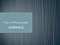 ANIMALS. Before you start photographing this animal ask yourself ‘what sets it apart from other animals?’ Think about what type of personality it has.