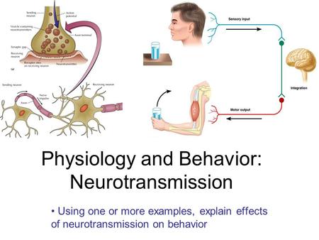 Physiology and Behavior: Neurotransmission