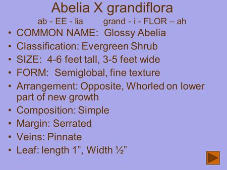 Abelia X grandiflora ab - EE - lia grand - i - FLOR – ah COMMON NAME: Glossy Abelia Classification: Evergreen Shrub SIZE: 4-6 feet tall, 3-5 feet wide.