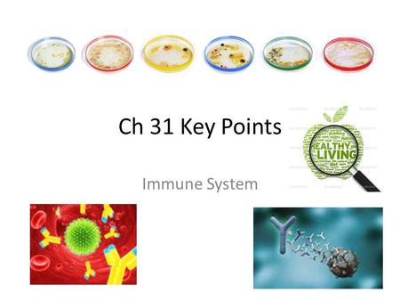 Ch 31 Key Points Immune System. Immunity prevents a person from getting sick from a pathogen. In all immunity, pathogens are destroyed before you get.