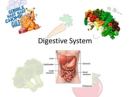 Digestive System. A group of organs that work together to break down food so that it can be used by the body. Digestive Tract: organs the food passes.
