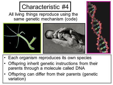 Characteristic #4 All living things reproduce using the same genetic mechanism (code) Each organism reproduces its own species Offspring inherit genetic.